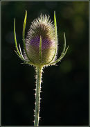 Common Teasel (Dipsacus sylvestris)